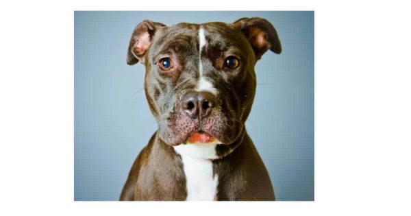Pitbulls BANNED in this Major City!