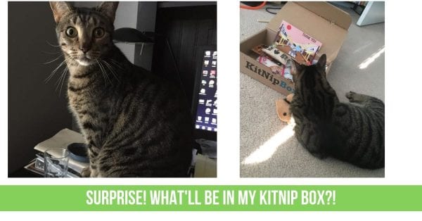 Kitty Treats and Toys Oh My! You Have to See This New Cat Subscription Box!