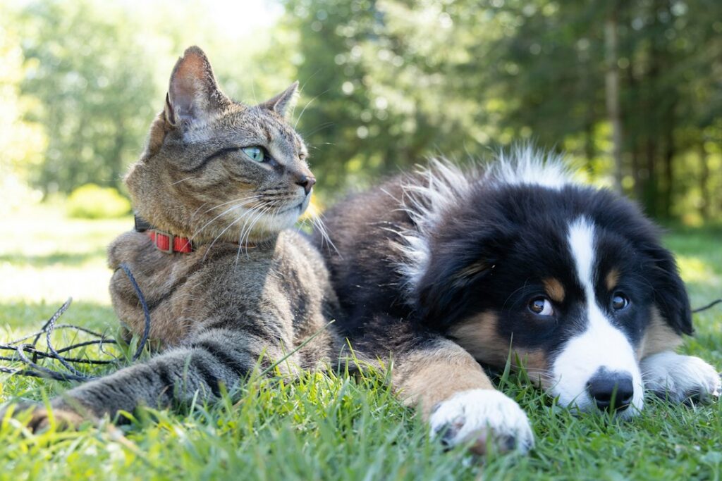 Pets savings guide photo