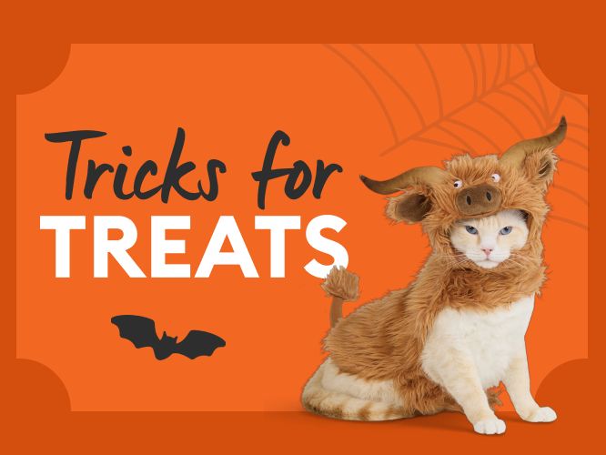 PetSmart official Tricks for Treats event image featuring a cat in a Halloween costume