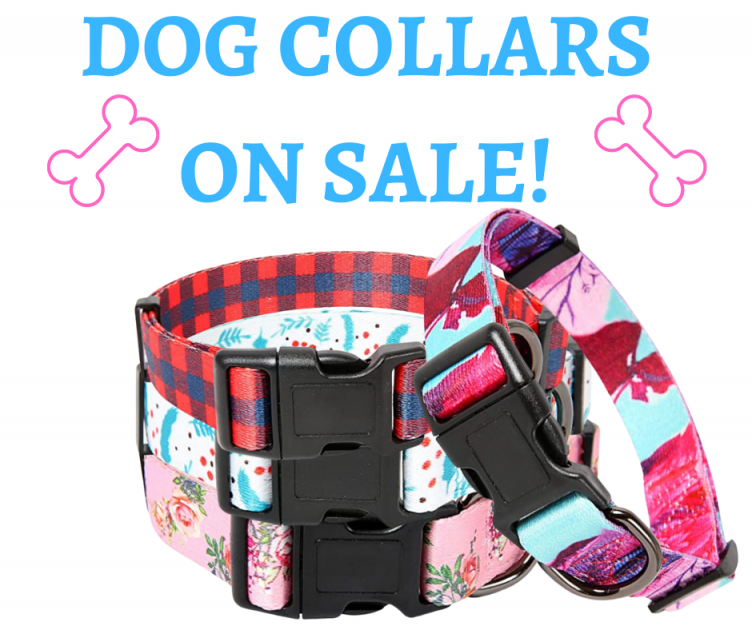 Dog Collars On Sale Now!