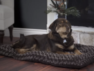 Cushion Furry Dog Bed! HOT FIND At Wayfair!