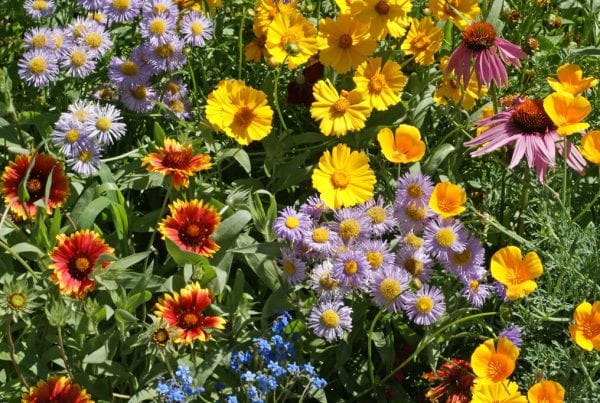 FREE Wildflower Seeds From Airwick!