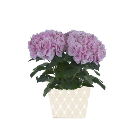 Better Homes and Gardens Mother's Day 5" Hydrangea 16.99  - Mothers Day