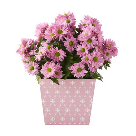 Better Homes & Gardens 5-Inch Mother’s Day Flowers Gift, Mum