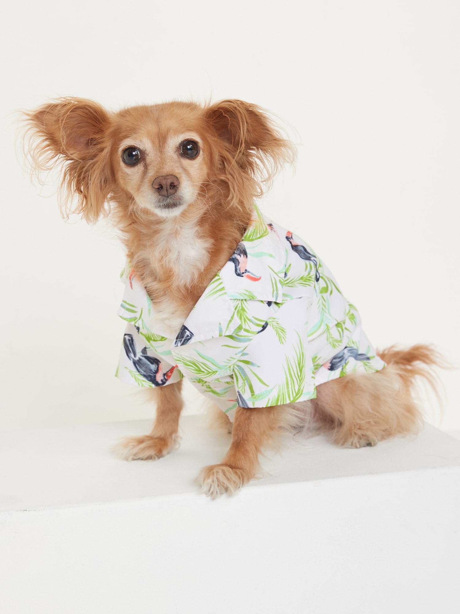 Printed Resort Shirt for Pets On Sale At Old Navy