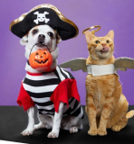 Pet Halloween Costumes And Toys Are HALF Off!