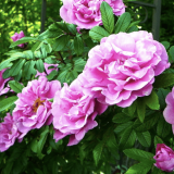 Mea Nursery Roses Up To 60% OFF!!!
