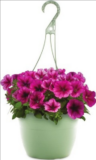 Hanging Flower Baskets ONLY $8!