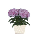 Better Homes and Gardens Mother’s Day 5″ Hydrangea 16.99  – Mothers Day