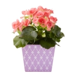 Better Homes & Gardens 5-Inch Mother’s Day Flowers Gift, Begonia MOTHERS DAY DEAL!