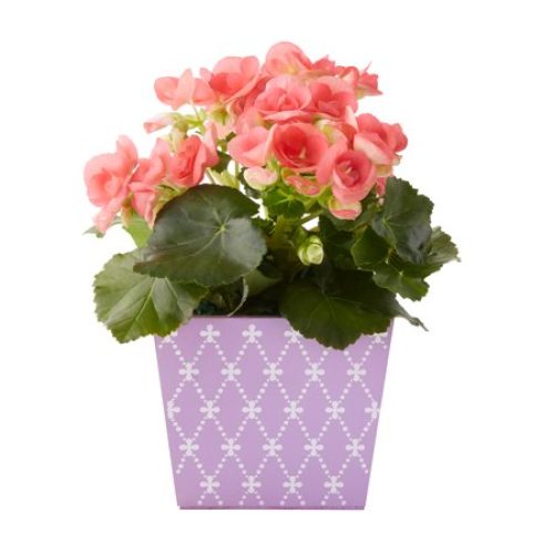 Better Homes & Gardens 5-Inch Mother’s Day Flowers Gift, Begonia