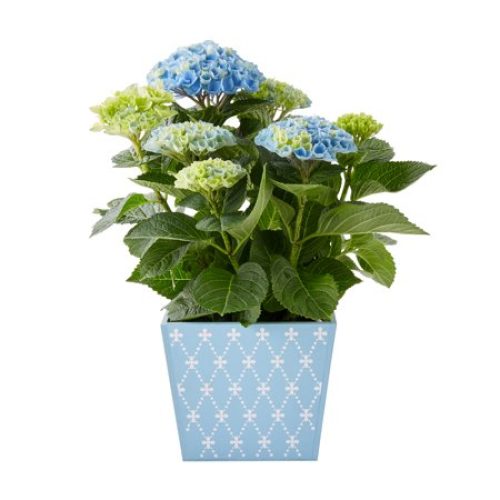 Better Homes & Gardens 5-Inch Mother’s Day Flowers Gift, Hydrangea