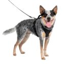 PetSafe EasySport Dog Harness, Adjustable, Padded with Handle, Reflective, Medium, Medium, Black