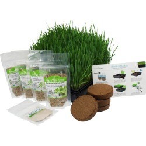 Starter Organic Wheatgrass Starter Growing Kit - Non-GMO - Wheat Grass - Reusable Greenhouse & Nursery Growing Trays - Micro...